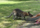 Le jardin des kangourous